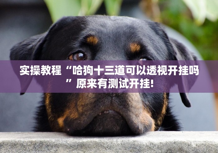 实操教程“哈狗十三道可以透视开挂吗”原来有测试开挂!