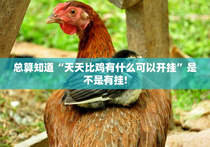 总算知道“天天比鸡有什么可以开挂”是不是有挂!